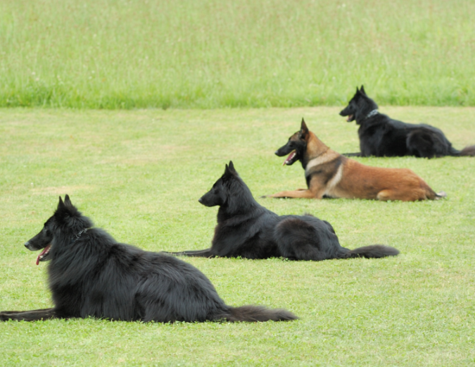 Dog Obedience - Copy - Copy - Copy - Copy